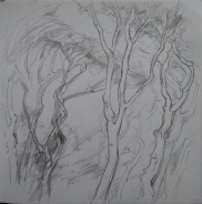Studie Buchen
